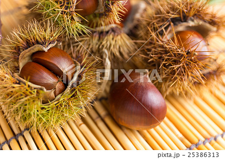 秋の味覚　栗（シャープ） 25386313