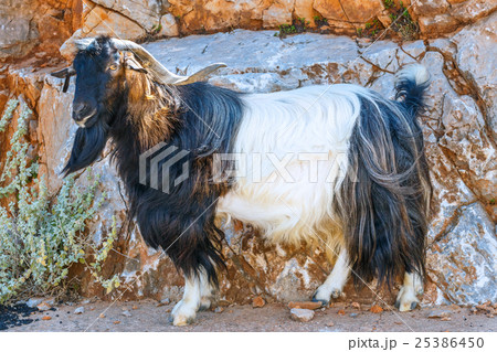 Domestic goat on Crete Island, Greece 25386450
