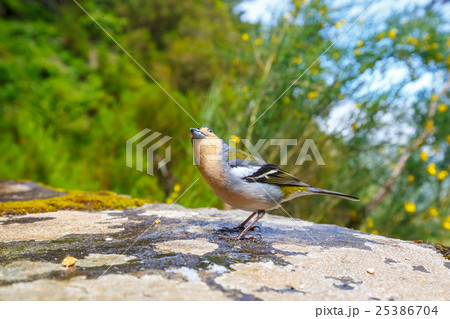 Carduelis chloris, Greenfinch, Madeira Island Carduelis chloris, Greenfinch, Madeira Island 25386704