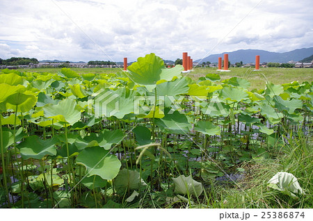 藤原京跡 25386874