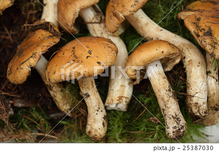 クリフウセンタケ 25387030