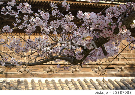 山門の桜(功山寺) 山門の桜(功山寺) 25387088