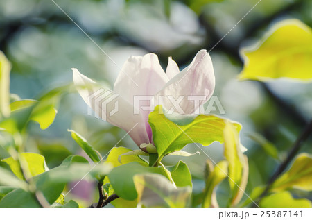 Magnolia spring flowers Magnolia spring flowers 25387141