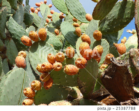 Opuntia cactus Opuntia cactus 25387788