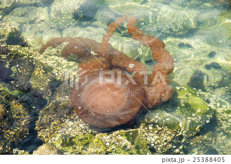 Jellyfish in a deep blue ocean Jellyfish in a deep blue ocean 25388405