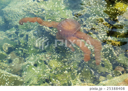 Jellyfish in a deep blue ocean Jellyfish in a deep blue ocean 25388408