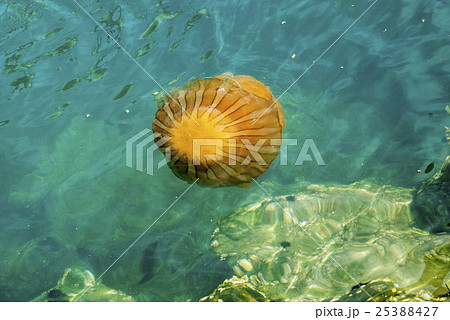 Jellyfish in a deep blue ocean Jellyfish in a deep blue ocean 25388427