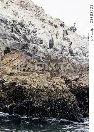 Cormorants Penguins and Pelicans Ballestas Islands 25388525