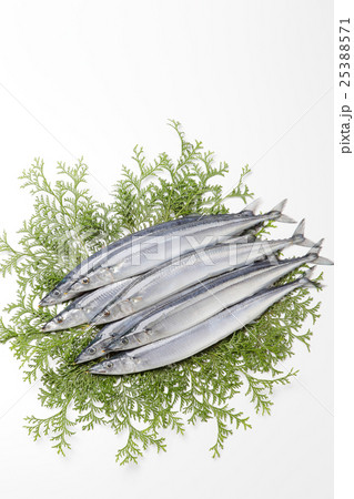 サンマ サンマ 25388571