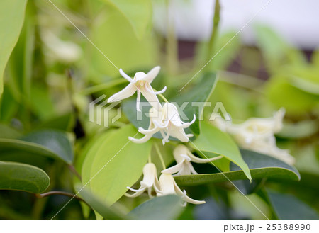 ムベの花 25388990