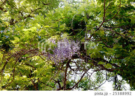 ヤマフジ ヤマフジ 25388992