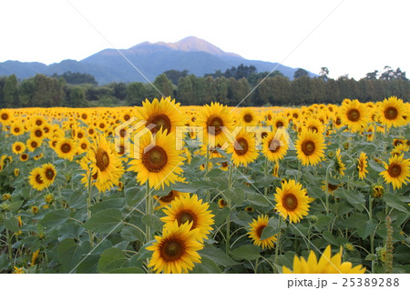 矢巾町煙山のひまわり畑 25389288
