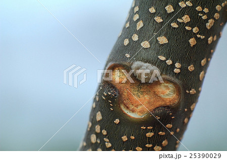 センダンの葉痕の猿顔 25390029