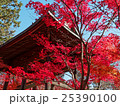 埼玉　平林寺の紅葉14 25390100