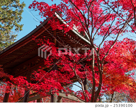 埼玉 平林寺の紅葉14 埼玉 平林寺の紅葉14 25390100