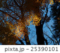 埼玉　平林寺の紅葉15 25390101