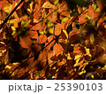 埼玉　平林寺の紅葉17 25390103