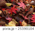 埼玉　平林寺の紅葉18 25390104
