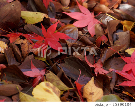埼玉 平林寺の紅葉18 埼玉 平林寺の紅葉18 25390104