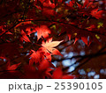 埼玉　平林寺の紅葉19 25390105
