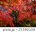 埼玉　平林寺の紅葉22 25390108