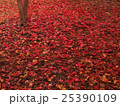 埼玉　平林寺の紅葉23 25390109