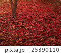 埼玉　平林寺の紅葉24 25390110