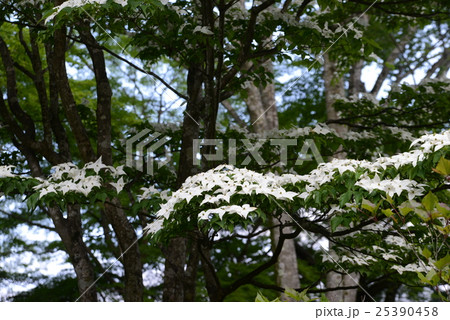 ヤマボウシ ヤマボウシ 25390458