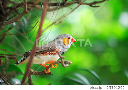 鳥 キンカチョウの写真素材