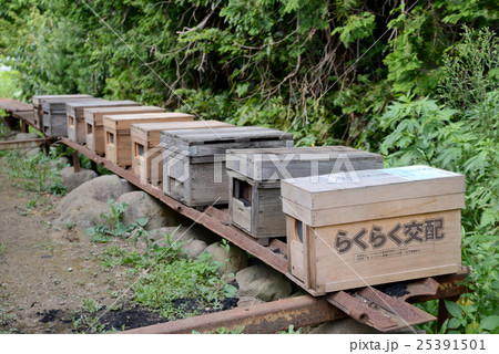 らくらく交配 25391501