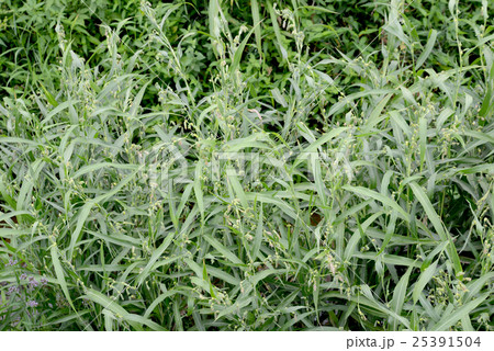 ジュズダマ ジュズダマ 25391504