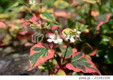 斑入りドクダミ 斑入りドクダミ 25391506