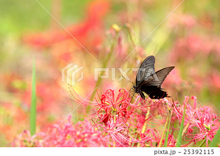 曼珠沙華とクロアゲハ 曼珠沙華とクロアゲハ 25392115