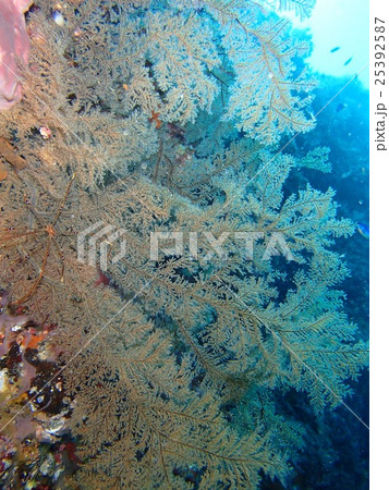 イソバナ、オルトマンワラエビ擬態 イソバナ、オルトマンワラエビ擬態 25392587