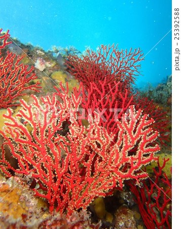 赤い珊瑚 25392588