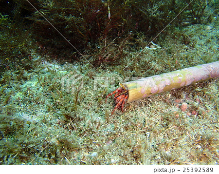 イシダタミヤドカリ イシダタミヤドカリ 25392589