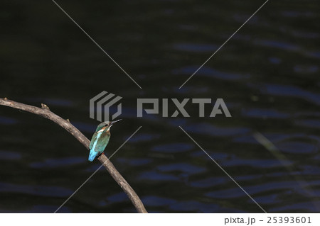 カワセミ 25393601