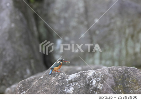 エビを食べるカワセミ 25393900