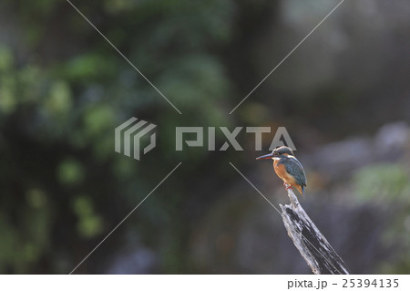 カワセミ 25394135