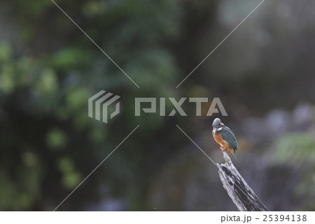 カワセミ 25394138