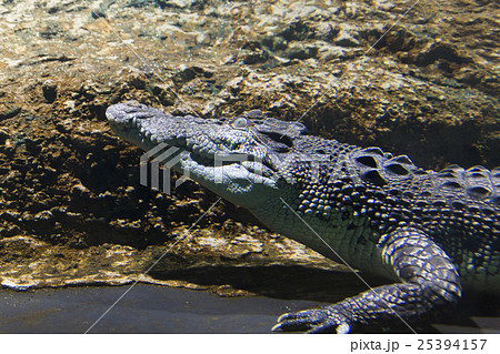 イリエワニ 25394157