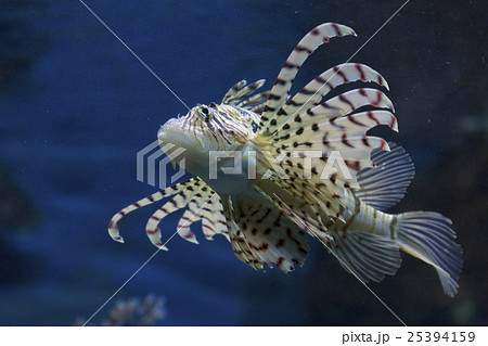 ミノカサゴ 25394159
