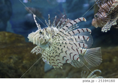 ミノカサゴ ミノカサゴ 25394160