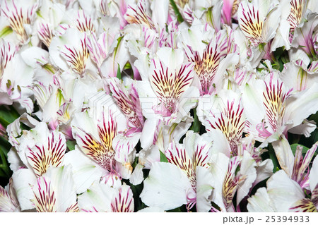 Alstroemeria flowers background 25394933