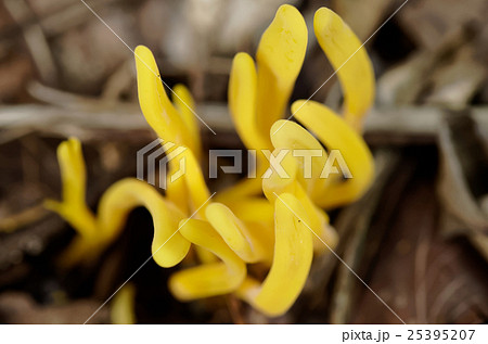 ナギナタタケ 25395207