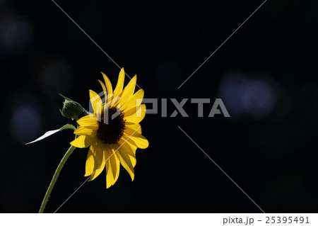 ひまわり サンリッチオレンジ その3 Sunflowerの写真素材