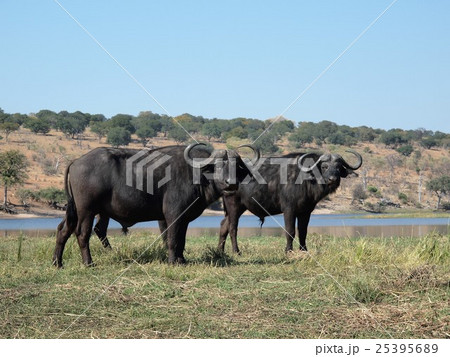チョベ国立公園 25395689