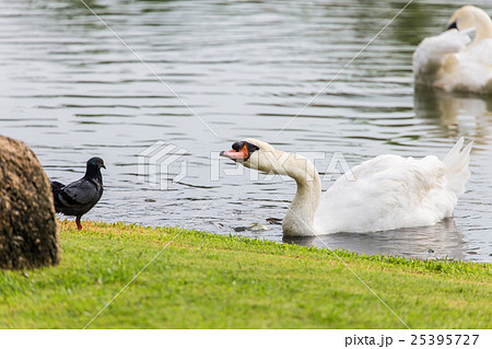 White swan floating on water surface White swan floating on water surface 25395727