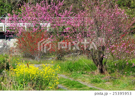 春の花々の風景 春の花々の風景 25395953