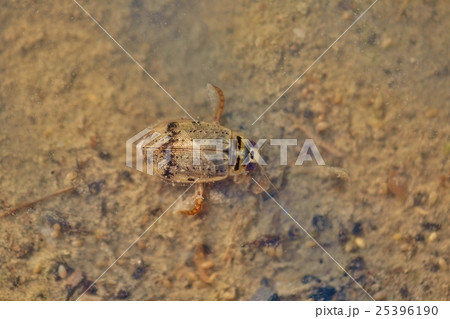 ハイイロゲンゴロウ 25396190